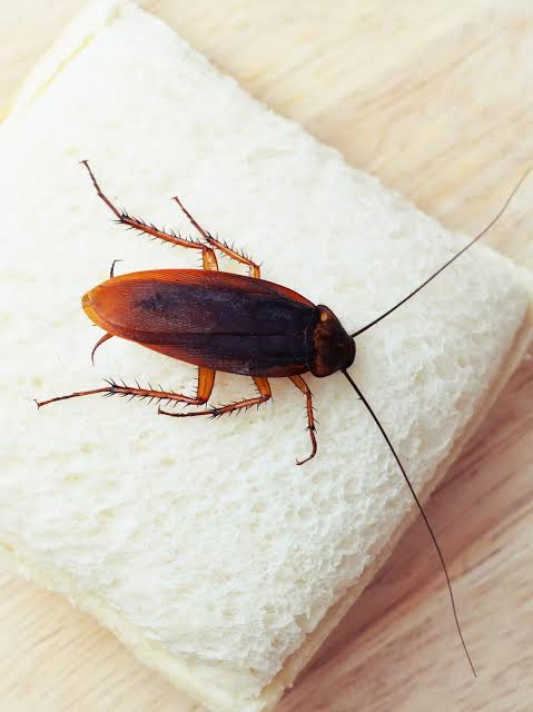 Dampak Negatif Kehadiran Kecoa, Simak Cara Memberantasnya