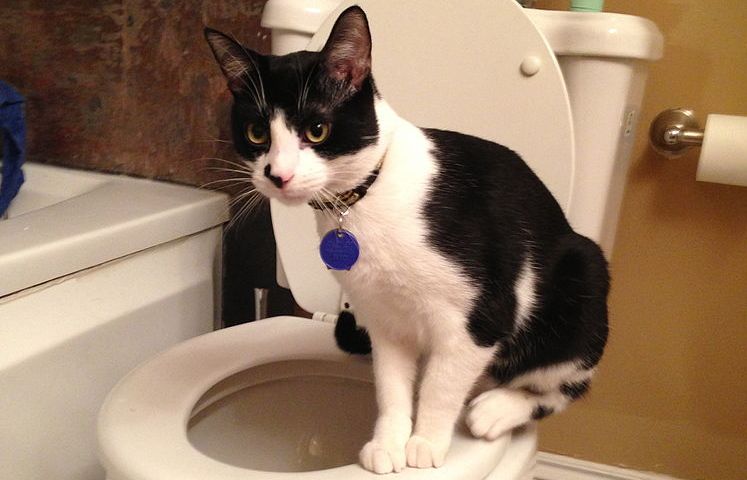 Kucing Peliharaan Berak di WC Pemiliknya, Emang Boleh?