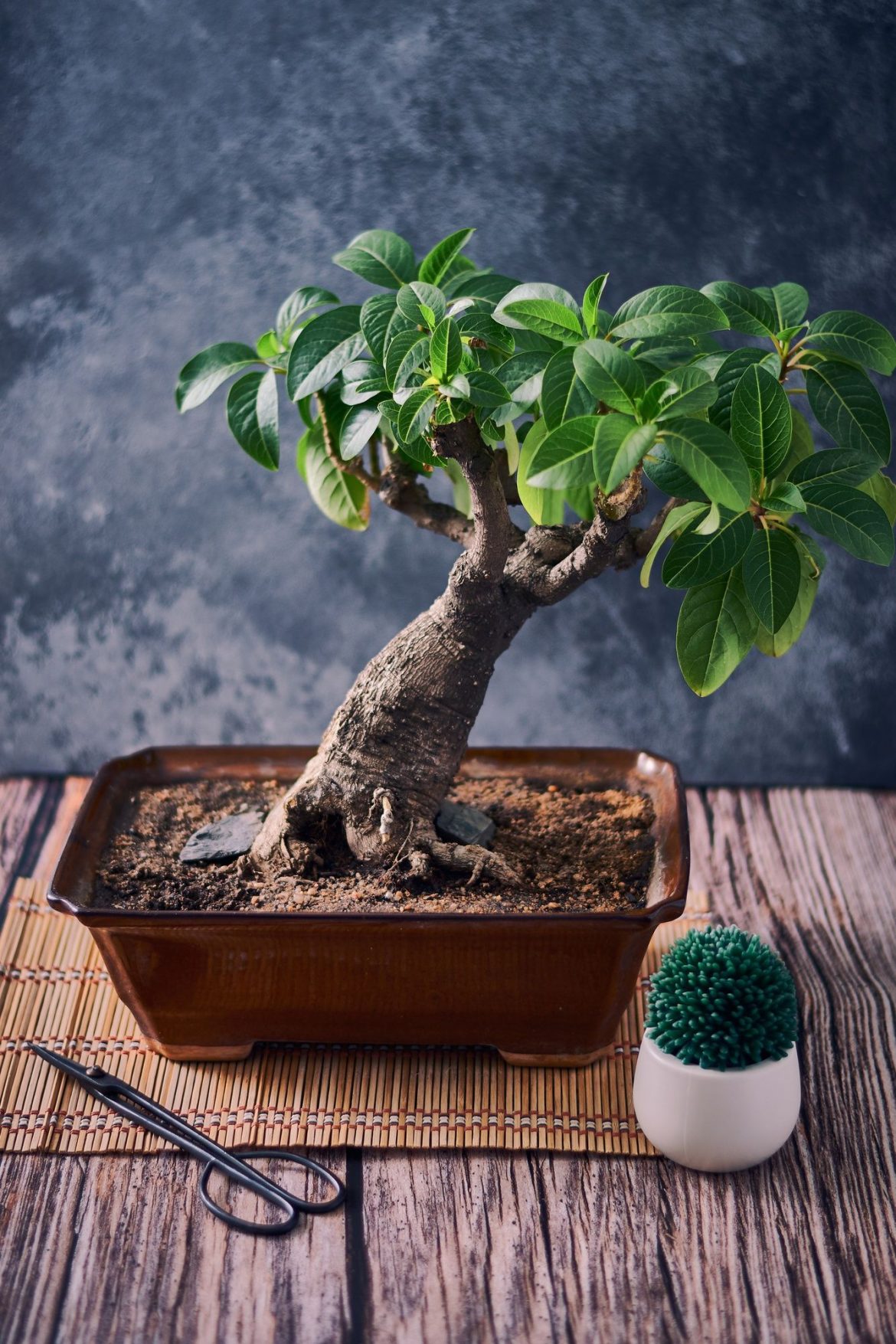 8 Jenis Bonsai yang Bagus dan Cara Perawatannya