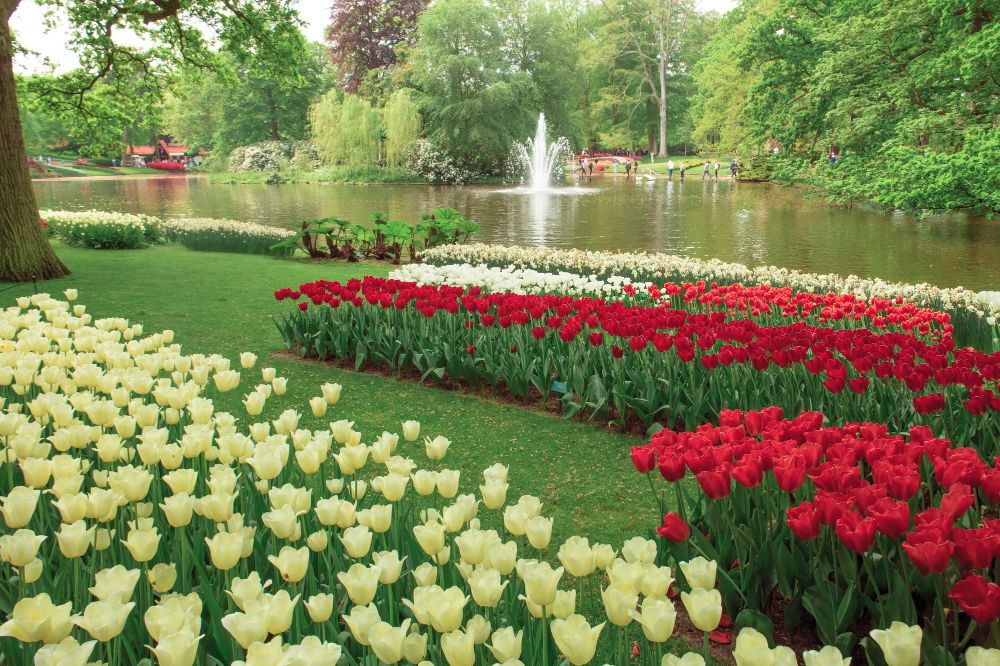 Varian Jenis Bunga Tulip dan Karakteristiknya yang Unik
